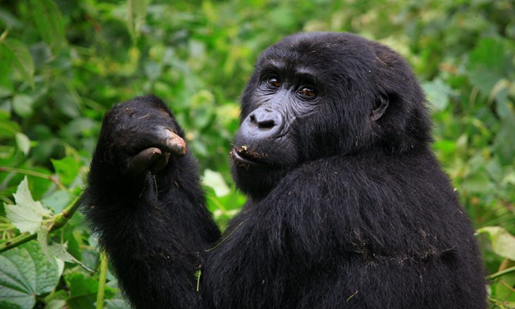 Best Gorilla Tracking Rules