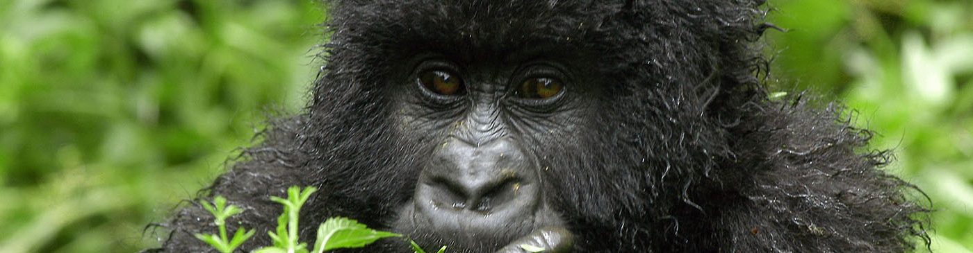 Virunga Gorilla Trekking Gorillas