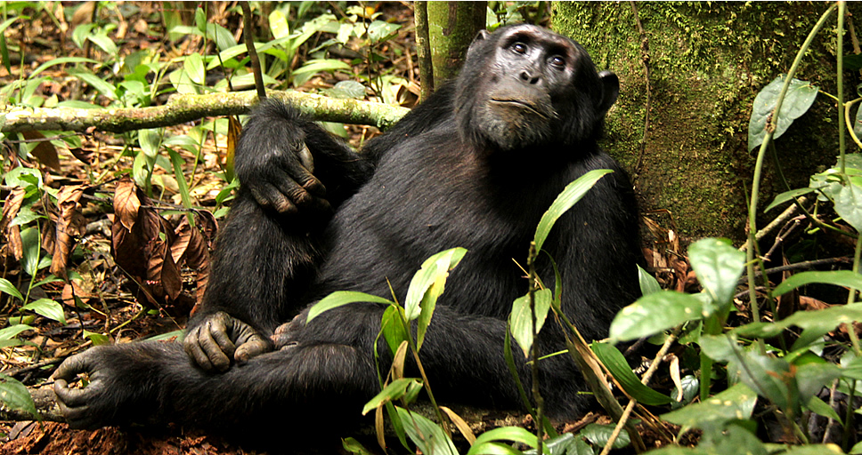 Chimpanzee Habituation in DRC chimp habituation, congo chimp trekking