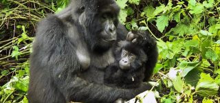 6 Days Virunga, Nyiragongo and Kahuzi Biega