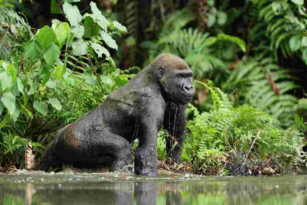 Eastern Lowland Gorilla Trekking Virunga National Park Congo