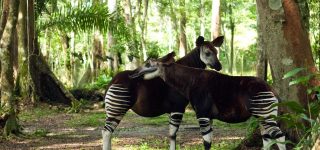 Okapi National Park
