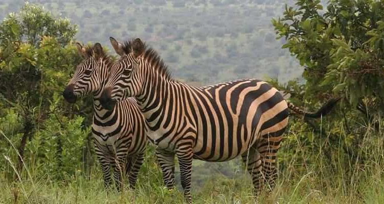 Zebras in Akagera National Park