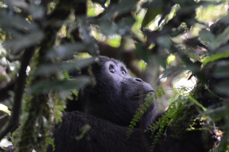 3 Days Congo Gorilla Trekking from Kigali