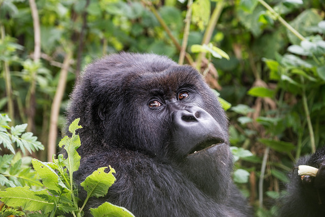 4 Days Virunga Gorilla Trekking from Kampala