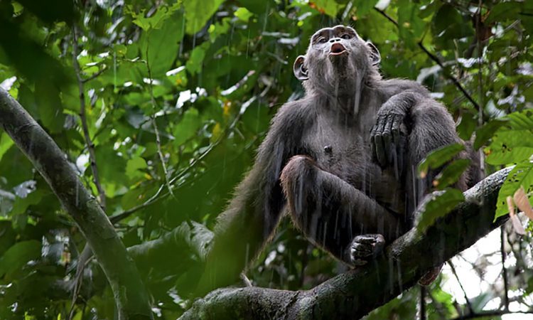 7 Days Congo Gorilla & Chimpanzee Safari