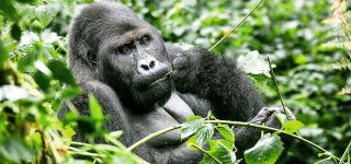 4 Days Kahuzi Biega Gorillas & Lwiro Chimpanzees