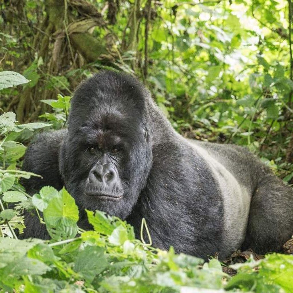 2 Days Gorilla Trekking Safari in Uganda | Uganda Gorilla ...