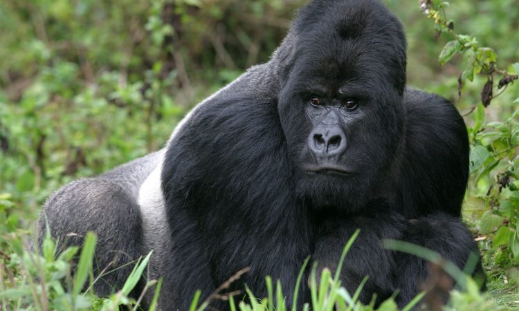 What Is The Difference Between Mountain Gorillas And Lowland Gorillas 
