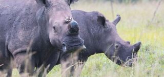 Tracking white Rhinos in Rwanda